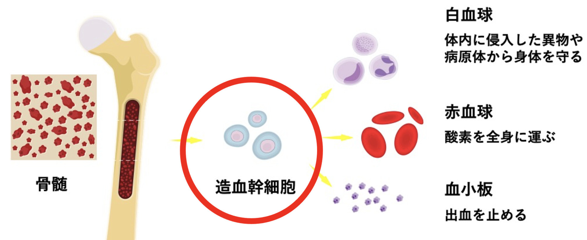 図 造血幹細胞の分化の様子