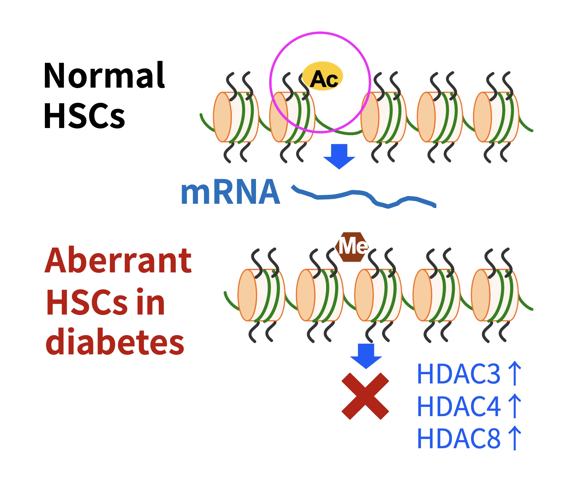 Technology to Measure Diabetes Stem Cells